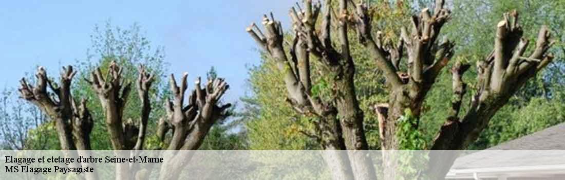 elagage-et-etetage-d-arbre Seine-et-Marne