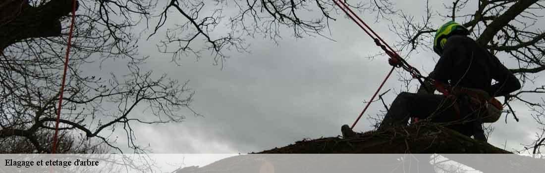 elagage-et-etetage-d-arbre Seine-et-Marne