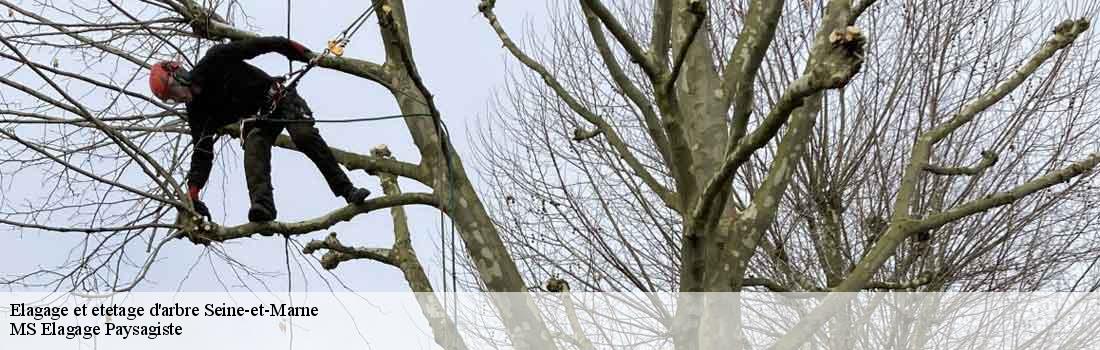 elagage-et-etetage-d-arbre Seine-et-Marne