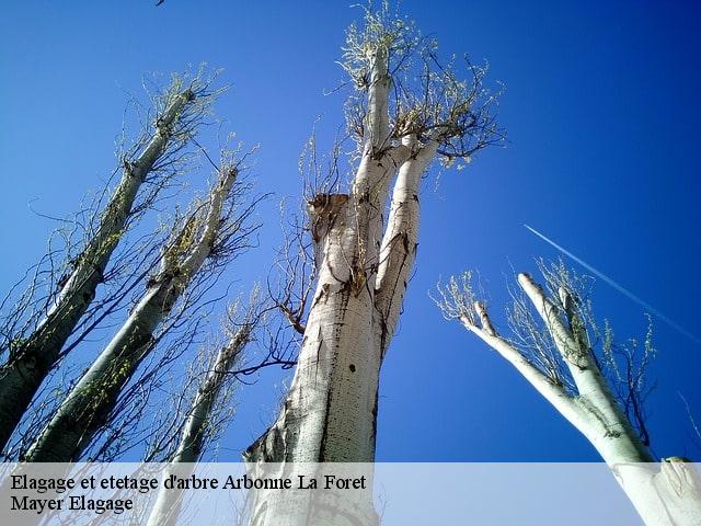 Elagage et etetage d'arbre  arbonne-la-foret-77630 Mayer Elagage