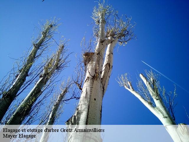 Elagage et etetage d'arbre  gretz-armainvilliers-77220 Mayer Elagage