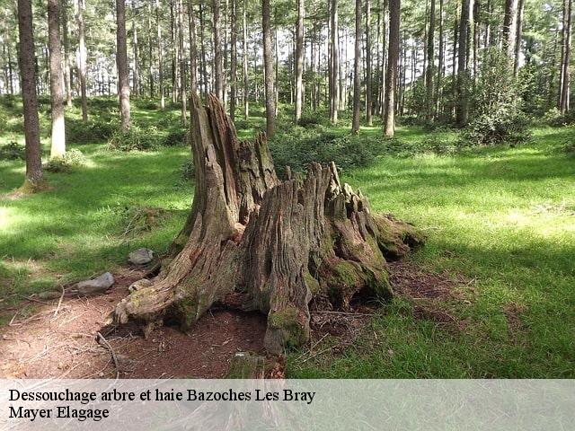 Dessouchage arbre et haie  bazoches-les-bray-77118 Mayer Elagage