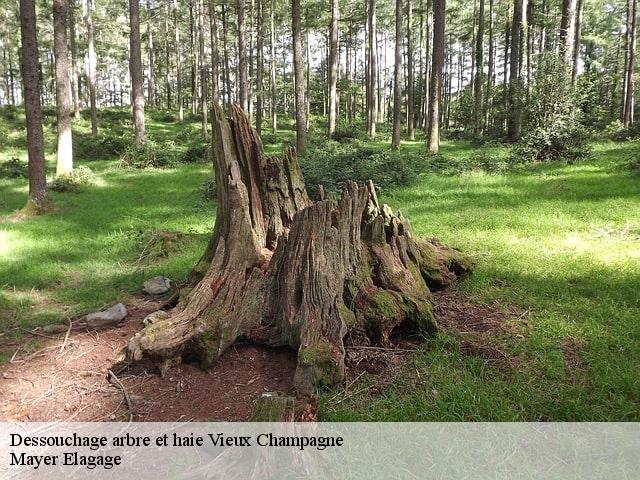 Dessouchage arbre et haie  vieux-champagne-77370 Mayer Elagage